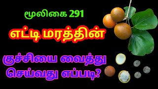 எட்டி மரம்எட்டிக்கொட்டைஎட்டி குச்சிEtti maramstrychnos nux vomicaஅலசல்Alasal [upl. by Selwin791]