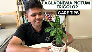 Aglaonema Pictum Tricolor Care Tips  How I Got Lucky With The Price [upl. by Heath]