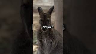 5 Mind Blowing Facts Part 66 Kangaroos [upl. by Nalra681]