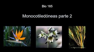 BIO165 monocotiledóneas PARTE 2 [upl. by Eronel]