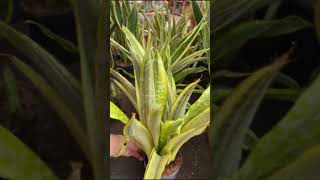 Sansevieria Propagation Easy Tips for Growing Healthy Plants [upl. by Eerehs]