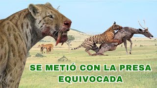 Crueldad o Venganza  Panthera Tigris [upl. by Uriiah]