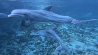 Dolphin Reproduction  Dolphin Quest [upl. by Vas]