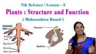 7th Science  Chapter 2  Plants  Structure and Function  Part 12  NCERT Maharashtra Board [upl. by Button]