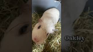 Oakley cute guineapig yt fyp [upl. by Eel]