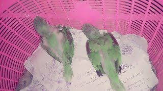 Alexandrine Parrot growth stages  Parrot growing day by day  baby parrot growing up  Bird Alex [upl. by Aiym]