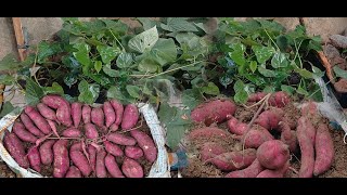 How I grow sweet potatoes in sacks The tubers are many and large  trồng khoai lang trong bao tải [upl. by Senga]