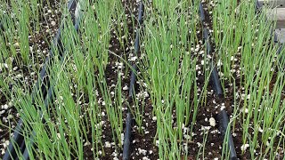 SEEDING ONIONS AND ROTATING CROPS FOR MARKET  CSA [upl. by Edbert]