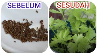 Cara Menanam Daun SopSeledri dari Biji di Dalam Pot  Growing Guide for Celery [upl. by Dody980]