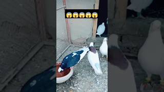 Roller Pigeon back Flip😱😱😱kabootar viral pigeon kabutar [upl. by Cyrus]