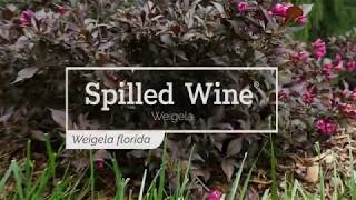 30 Seconds with Spilled Wine® Weigela [upl. by Lali]