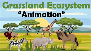 GRASSLAND ECOSYSTEM  Animation [upl. by Eelarol231]