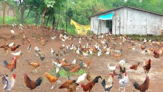 Free Range Desi Poultry Farming [upl. by Marge]