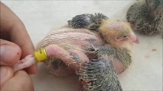 طريقة تركيب اختام الحمام خطوة بخطوة  How to Put on Ring or Band on Racing Pigeon [upl. by Helfand394]