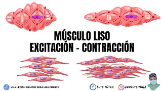 Fisiología Músculo Liso  Generalidades y Mecanismo de ExcitaciónContracción  Parte 1 [upl. by Abell723]