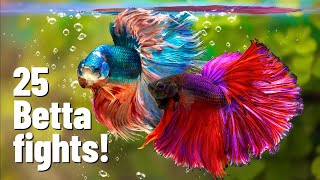 25 Betta fish fights with Divider [upl. by Roger]