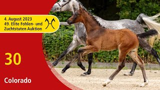 49th Verden Elite Foal OnLiveAuction Aug 4th No 30 Colorado by Conthargos  Cornet Obolensky [upl. by Boggers]