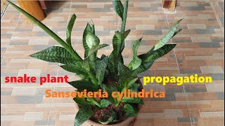 Snake Plant Propagation Sansevieria cylindrica house plants indoor plants indoor for beginners [upl. by Acissey]