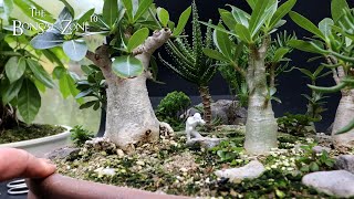 My Desert Rose Forest Show Prep Part 1 The Bonsai Zone Sept 2023 [upl. by Aleuqahs]