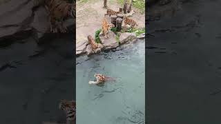 Tigers Fighting for Food animalsvideo tigers animalsfood [upl. by Darya]