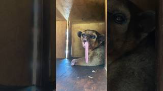 Sweet disabled Winnie’s big modeling debut  she can capture every angle ￼ kinkajou animals [upl. by Michi]