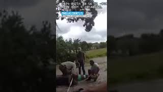 Enormous alligator spotted walking near Florida school [upl. by Chappell421]