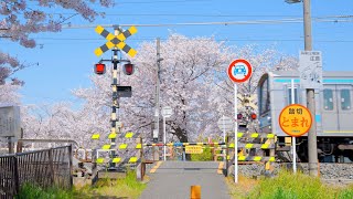 【8K HDR】 Japan Kyoto Cherry Blossom 京都の桜 [upl. by Abshier]