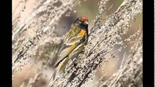 KICAUAN BURUNG RED FRONTED SERIN KENARI Dahi Merah Dari Arab Untuk MASTERAN [upl. by Solohcin]