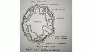 Balanoglossus  T S of Body passing through post Hepatic intestine [upl. by Spark370]