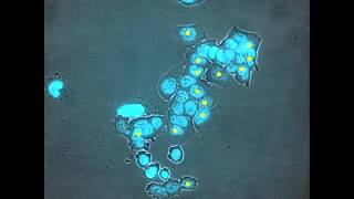 Tracking Embryonic Stem Cells [upl. by Issej605]