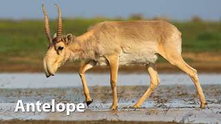 Saiga Antelope Sounds [upl. by Kcuhc]