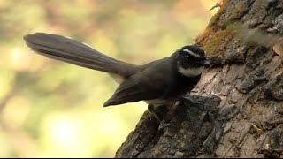 Whitespotted Fantail [upl. by Vinnie]