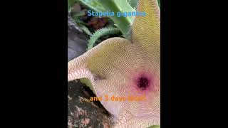 Stapelia gigantea 🌵 before and after [upl. by Johst]