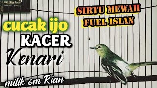 sirtu gacor isian cucak ijokacerkenari sangat ampuh untuk masteran sirtu lolohan jantan [upl. by Hank485]