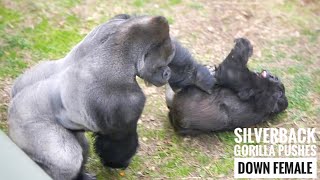 Silverback Gorilla Pushes a Female Down  The Shabani Group [upl. by Edmund800]