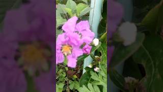 Pride of India lagerstroemia flowerplant trendingshorts ytshorts viralshort [upl. by Sinned]