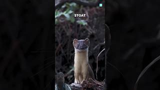 A Mysterious Creature From the Soil🙀⁉️VoiceOver Of Hari shorts tamilvoiceover [upl. by Gavini]