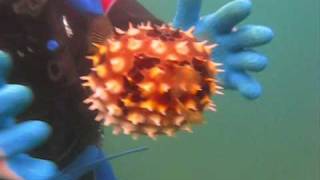 Pufferfish vs Porcupinefish Puffed Up [upl. by Enillebyam508]