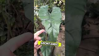 DIFERENÇA ENTRE ALOCASIA E COLOCASIA 😱 saytorplants alocasia colocasia curiosidades sucesso [upl. by Enilram]