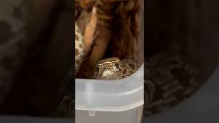 CUTE HOGNOSE WANTS TO ESCAPE [upl. by Kcoj978]