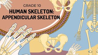 Human Skeleton  APPENDICULAR SKELETON [upl. by Noteek]