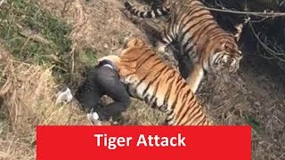 latest tiger attack in India [upl. by Nannah]