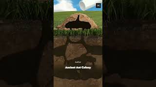 How big is ant colony factsinhindi ds04fact [upl. by Basilio]