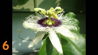 passion fruit time lapse from bud to fruit [upl. by Vikky]