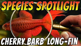 Discover the Popular Long Fin Cherry Barb  Puntius titteya [upl. by Drarej]