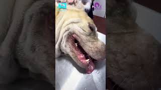 El mejor tratamiento para controlar las garrapatas en mi perro [upl. by Alia]