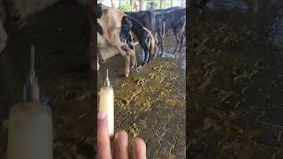 intramuscular injectionanimalscow buffalo murrahyoutubeshorts music viral [upl. by Anattar258]