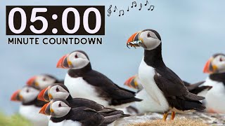 Relaxing Nature Puffin 5 Minute Countdown Timer with Music For Kids [upl. by Lilahk]