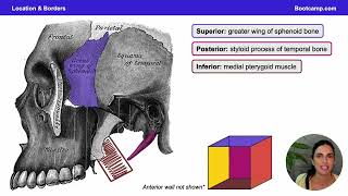 Location amp Borders Infratemporal IT Fossa  Head amp Neck Anatomy  Med School Bootcamp [upl. by Enilec771]