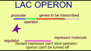 GENETICS 3 GENE REGULATION LAC OPERON MUTATIONS [upl. by Lonyer]